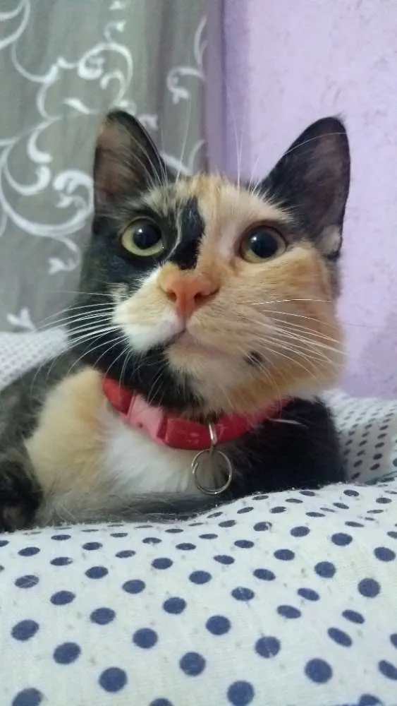 Gato ra a  idade 7 a 11 meses nome Lupita e Frajolita