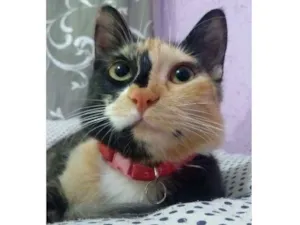 Gato raça  idade 7 a 11 meses nome Lupita e Frajolita