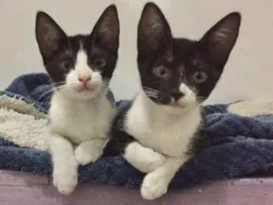 Gato raça SRD idade 2 a 6 meses nome Monica