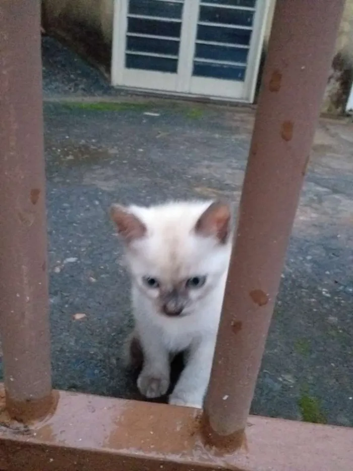 Gato ra a Sialata idade Abaixo de 2 meses nome Não tem