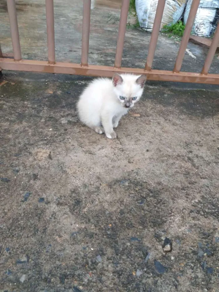 Gato ra a Sialata idade Abaixo de 2 meses nome Não tem