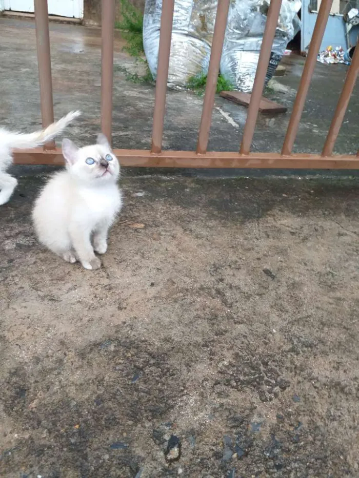 Gato ra a Sialata idade Abaixo de 2 meses nome Não tem
