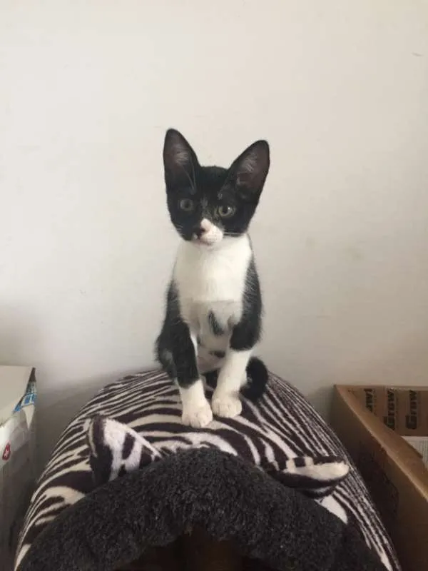 Gato ra a SRD idade 2 a 6 meses nome Maria