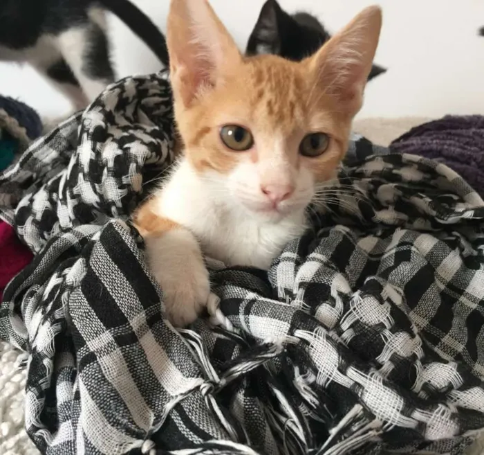 Gato ra a SRD idade 2 a 6 meses nome José