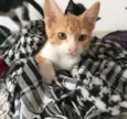 José