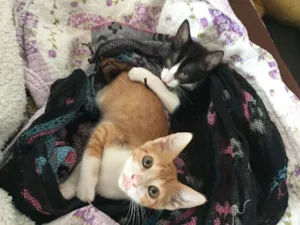 Gato raça SRD idade 2 a 6 meses nome José