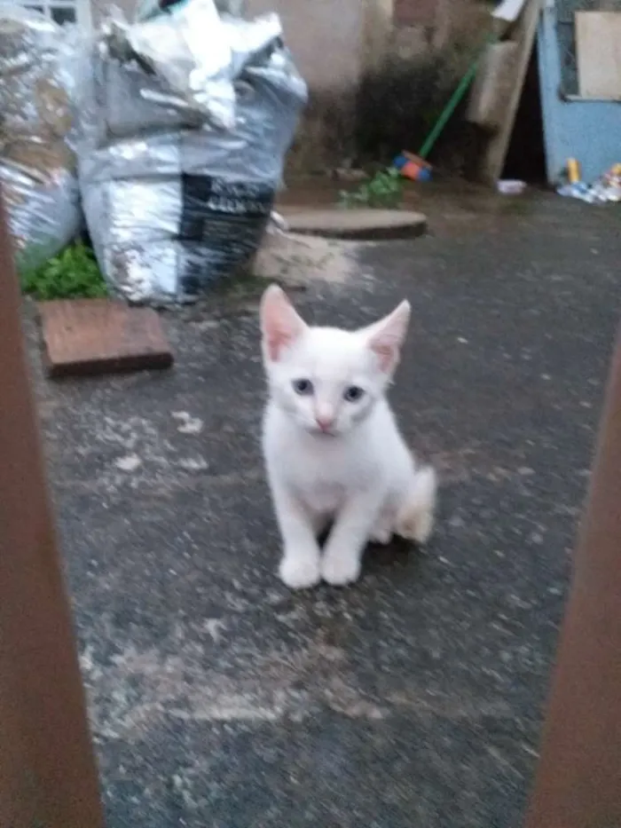 Gato ra a Sialata idade Abaixo de 2 meses nome Não tem