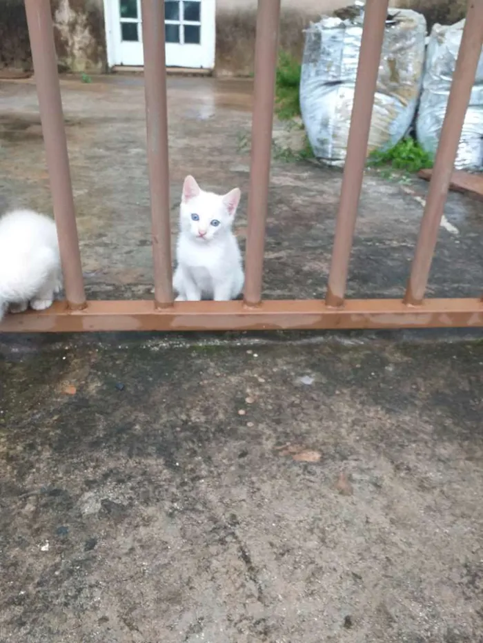 Gato ra a Sialata idade Abaixo de 2 meses nome Não tem