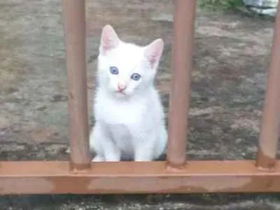 Gato ra a Sialata idade Abaixo de 2 meses nome Não tem