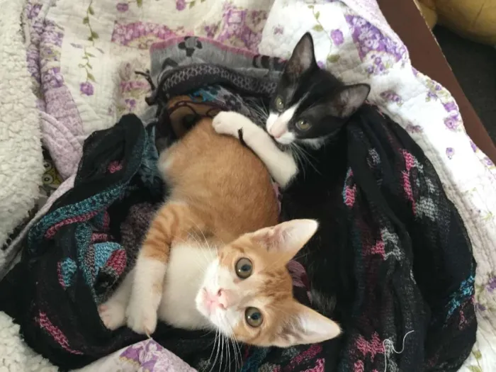 Gato ra a SRD idade 2 a 6 meses nome José
