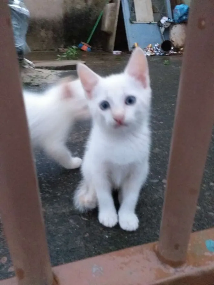 Gato ra a Sialata idade Abaixo de 2 meses nome Não tem