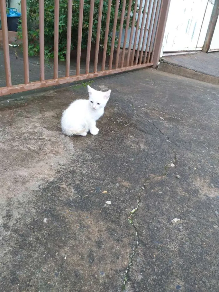 Gato ra a Sialata idade Abaixo de 2 meses nome Não tem
