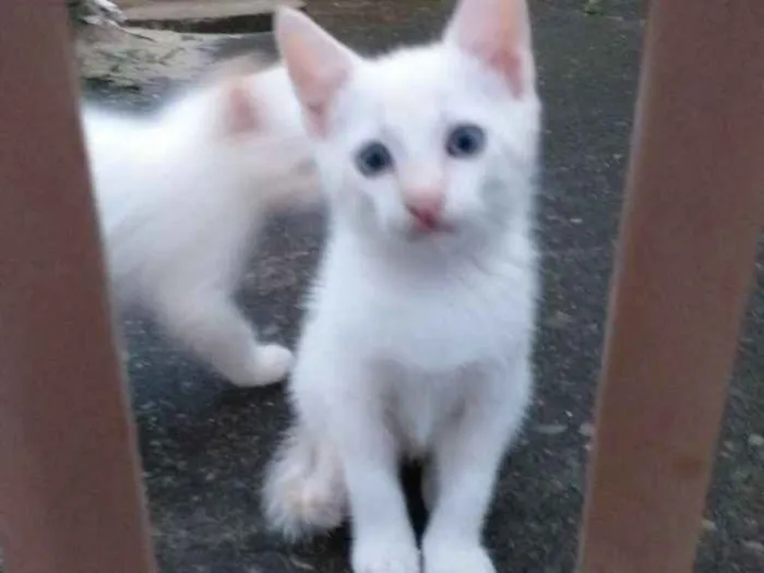 Gato ra a Sialata idade Abaixo de 2 meses nome Não tem