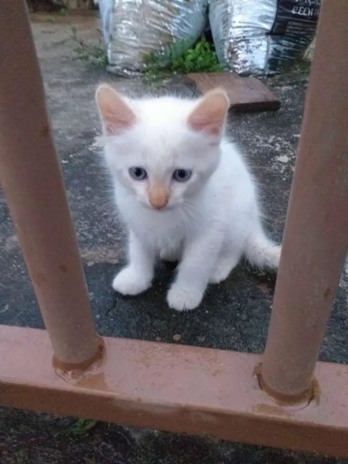 Gato ra a Sialata idade Abaixo de 2 meses nome Não tem