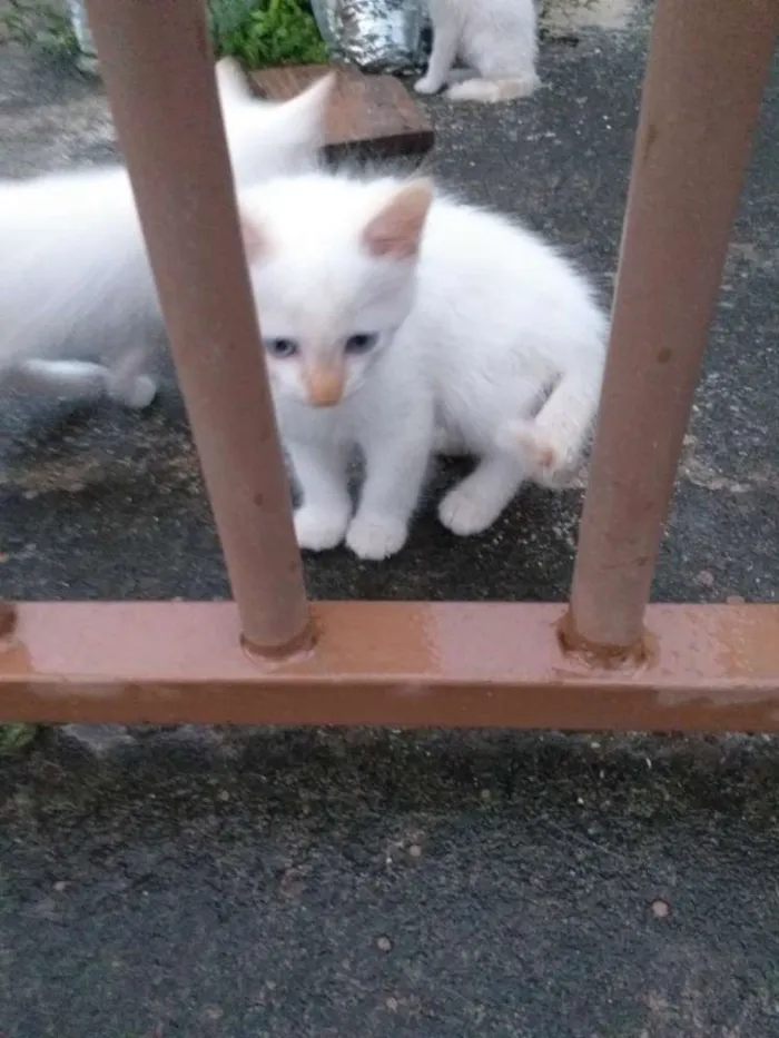 Gato ra a Sialata idade Abaixo de 2 meses nome Não tem