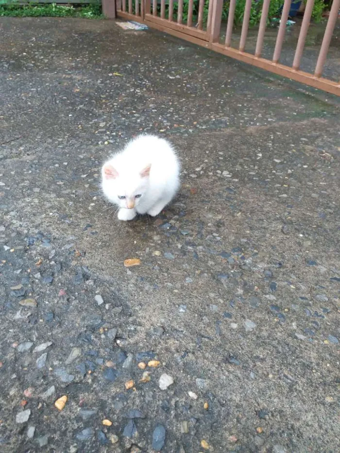 Gato ra a Sialata idade Abaixo de 2 meses nome Não tem