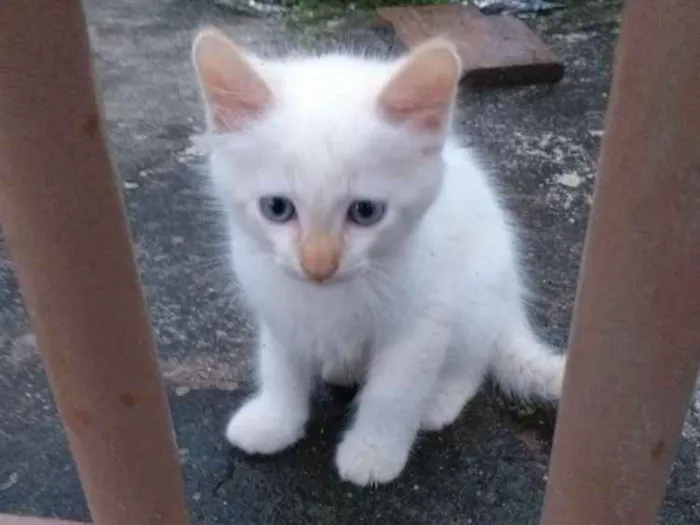 Gato ra a Sialata idade Abaixo de 2 meses nome Não tem