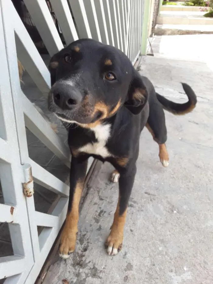 Cachorro raça Srd idade 1 ano nome Bob