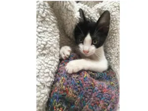 Gato raça SRD idade 2 a 6 meses nome Henrique