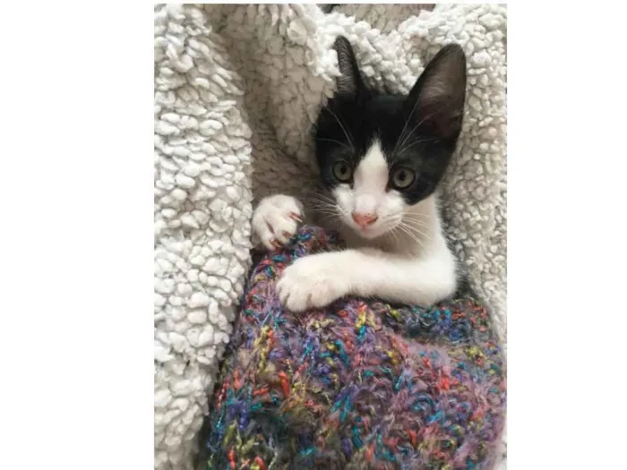 Gato ra a SRD idade 2 a 6 meses nome Henrique