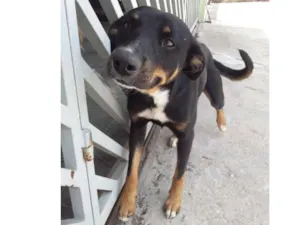 Cachorro raça Srd idade 1 ano nome Bob