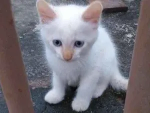 Gato raça Sialata idade Abaixo de 2 meses nome Não tem