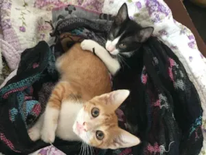 Gato raça SRD idade 2 a 6 meses nome José