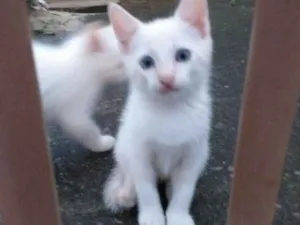 Gato raça Sialata idade Abaixo de 2 meses nome Não tem