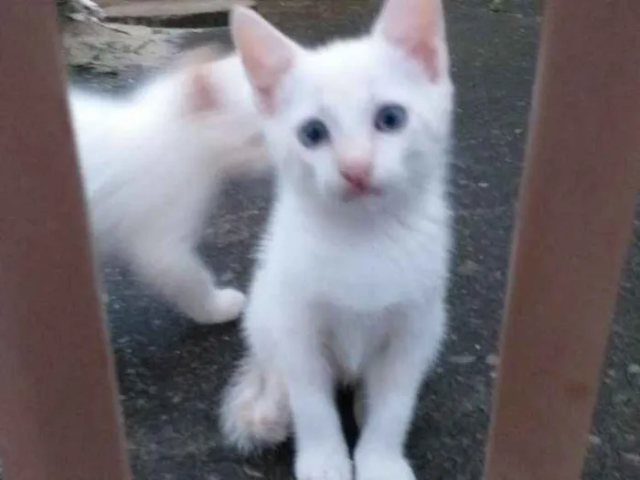 Gato ra a Sialata idade Abaixo de 2 meses nome Não tem