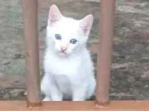 Gato raça Sialata idade Abaixo de 2 meses nome Não tem