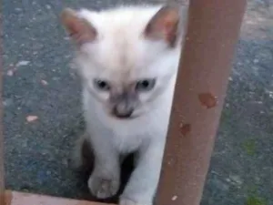 Gato raça Sialata idade Abaixo de 2 meses nome Não tem