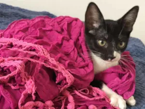 Gato raça SRD idade 2 a 6 meses nome Maria
