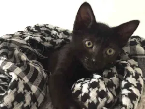 Gato raça SRD idade 2 a 6 meses nome Leandro