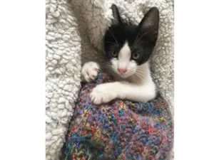 Gato raça SRD idade 2 a 6 meses nome Henrique