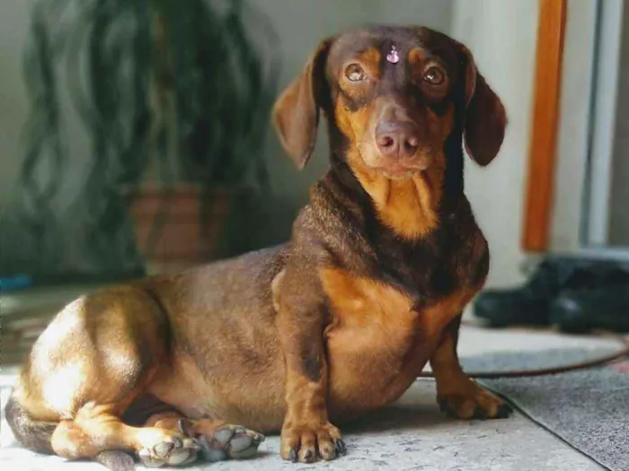 Cachorro ra a Basset idade 4 anos nome Valentina