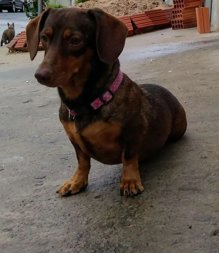 Cachorro ra a Basset idade 4 anos nome Valentina