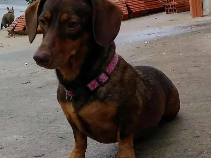 Cachorro ra a Basset idade 4 anos nome Valentina