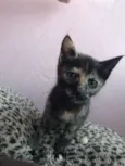 Bebês lindos