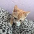 Bebês lindos