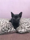 Bebês lindos