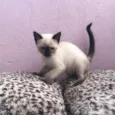 Bebês lindos