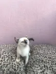 Bebês lindos