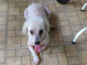 Cachorro raça Podle idade 3 anos nome Juca