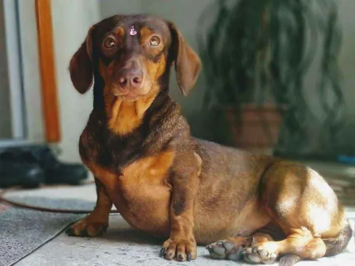 Cachorro ra a Basset idade 4 anos nome Valentina