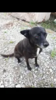 Pequenina