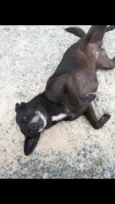 Pequenina