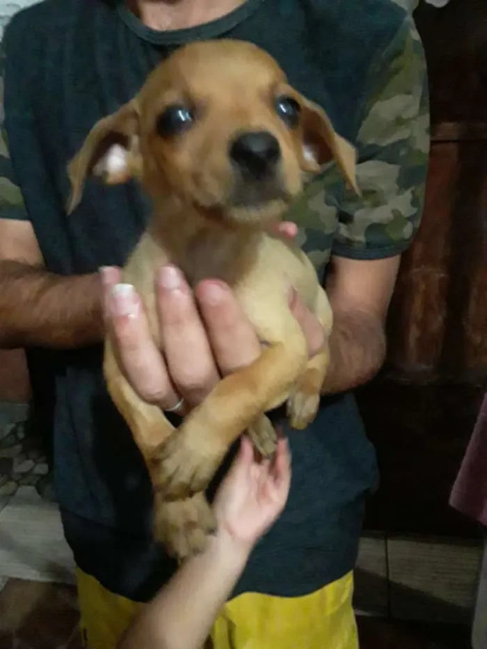 Cachorro ra a Vira-lata idade 2 a 6 meses nome Não sei