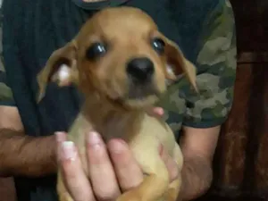 Cachorro raça Vira-lata idade 2 a 6 meses nome Não sei