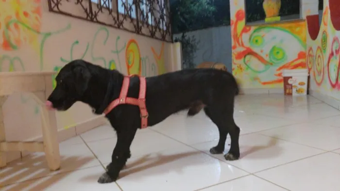 Cachorro ra a Vira-latas de porte medio idade 2 anos nome Mel e Scot