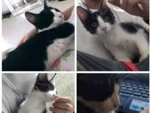 Gato raça  idade 2 a 6 meses nome Sem nome